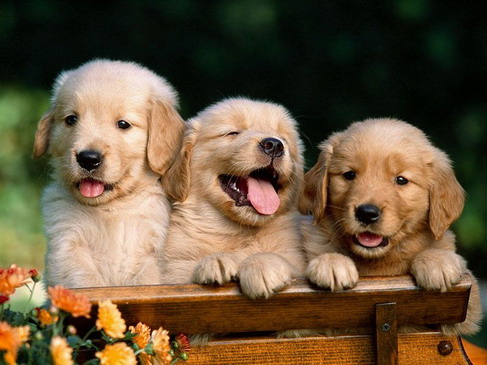 dog