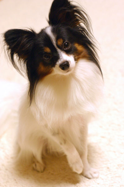 papillonik