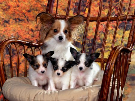 papillony