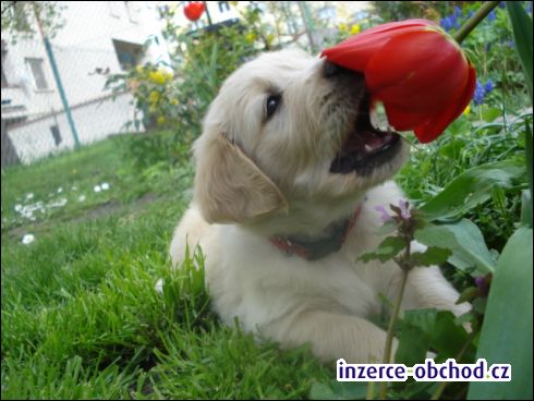 zlaty retriver