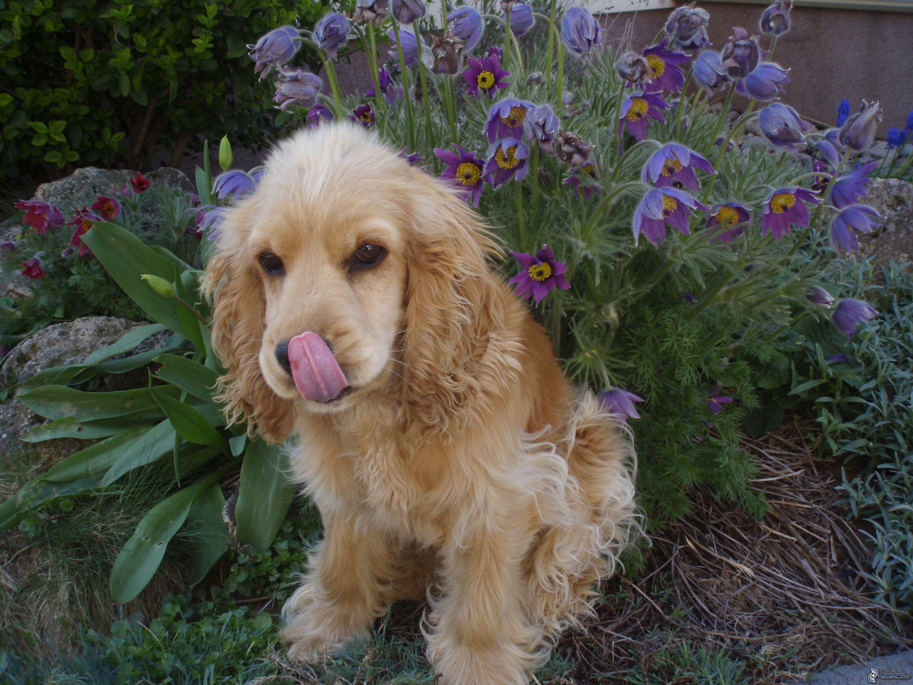 kokerspaniel