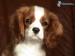 king charles spaniel